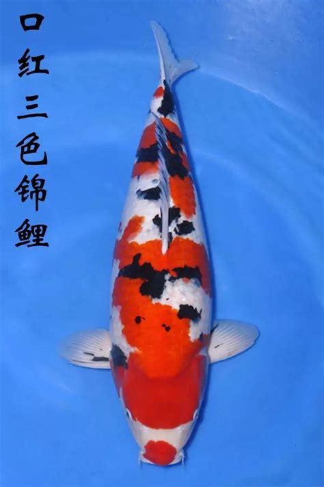 紅白鯉魚|錦鯉魚:物種發展,生活習性,種類介紹,紅白錦鯉,大正三。